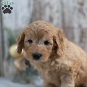 Gilmore, Mini Goldendoodle Puppy